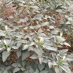 Datura innoxia عادت داشتن