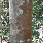 Abarema jupunba Ŝelo