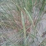 Calamagrostis arenaria Blomma