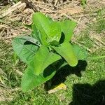 Asclepias latifolia ᱥᱟᱠᱟᱢ