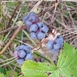 Rubus caesius Frugt