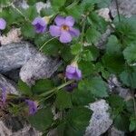 Sutera cordata Hoja