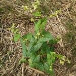 Fagopyrum tataricum Leaf