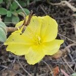 Oenothera drummondii Flower