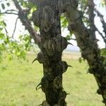 Zanthoxylum chalybeum पत्ता