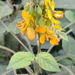 Senna hirsuta Flors