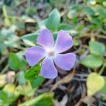 Vinca majorÕis