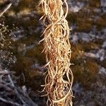 Artemisia frigida Casca