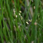 Littorella uniflora Habit