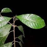 Pouteria reticulata Hoja