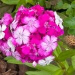 Dianthus barbatus Blomma