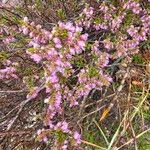 Erica cinerea Kvet