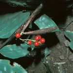 Desmoncus polyacanthos Fruit