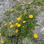 Buphthalmum salicifolium Λουλούδι