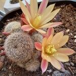 Rebutia heliosa Flower