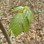 Acer spicatum برگ