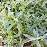 Cerastium tomentosum Leaf