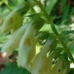 Digitalis lutea Blüte