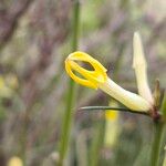 Ceropegia dichotoma Flower