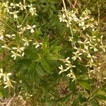 Hubertia ambavilla Flower