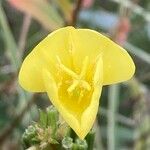 Oenothera parviflora फूल