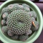 Rebutia minuscula Yaprak