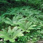 Dryopteris crassirhizoma Habitus