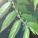 Trema micranthumFolla