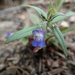 Collinsia parviflora Vekstform