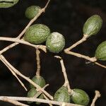 Microdesmia arborea Φρούτο