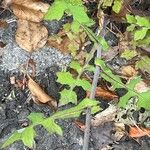 Lactuca muralis Folio