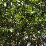 Sambucus nigraDeilen
