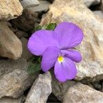 Viola cenisia Blomst