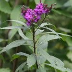 Vernonia gigantea Flower