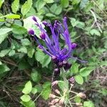 Muscari matritense Flower