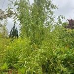 Salix babylonica 葉