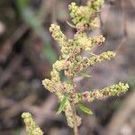 Dysphania ambrosioides Fruit