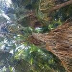 Livistona chinensis Folha