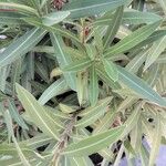 Nerium oleander Blad