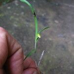 Polystachya lindblomii Habitus