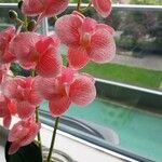 Cattleya brevipedunculata Çiçek