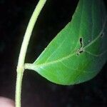 Lacistema grandifolium ഇല