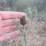 Lavandula stoechasFruto