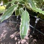 Pittosporum eugenioides Ліст