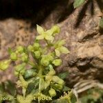 Galium noli-tangere Other