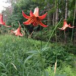 Lilium canadense Fleur