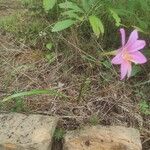 Zephyranthes carinata 整株植物