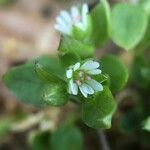 Stellaria media Blomst