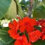 Cordia sebestena花