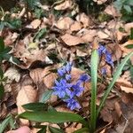 Scilla vernaFlower